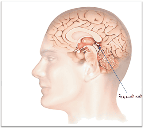 الغدة-الصنوبرية.png