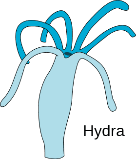 279px-Hydra.svg.png