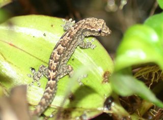 320x235xmourning-gecko-21.jpg.pagespeed.ic.kVyIlx2QMu.jpg