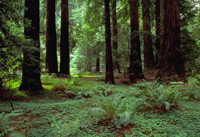 Redwood-forest-med.jpg