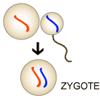 37613_evo_resources_resource_image_292_original.gif