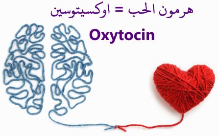 oxytocin.jpeg