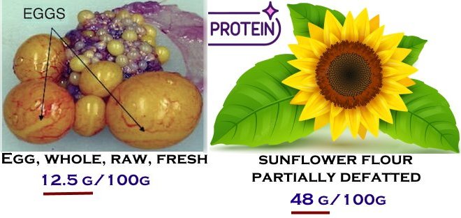 protein egg sunflower.jpg