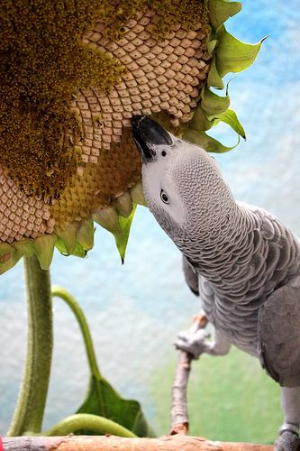 Grey parrot sunflower.jpg