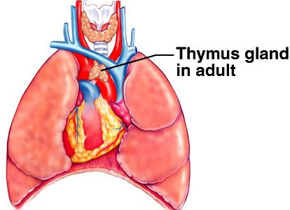 thymus.jpg