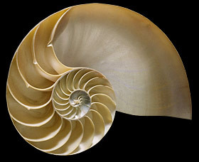 chambered-nautilus-shell-se40.jpg