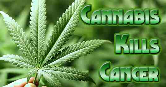 cannabis cancer.jpg