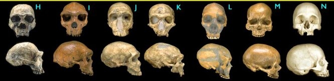 fossil-hominid-skulls.jpg
