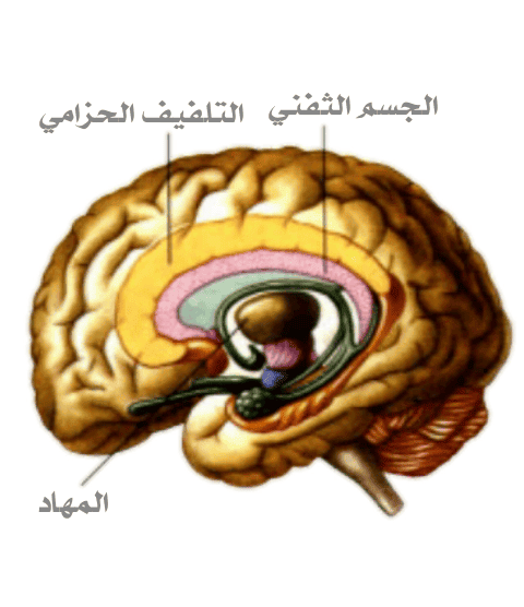 Design_-1740227922.png