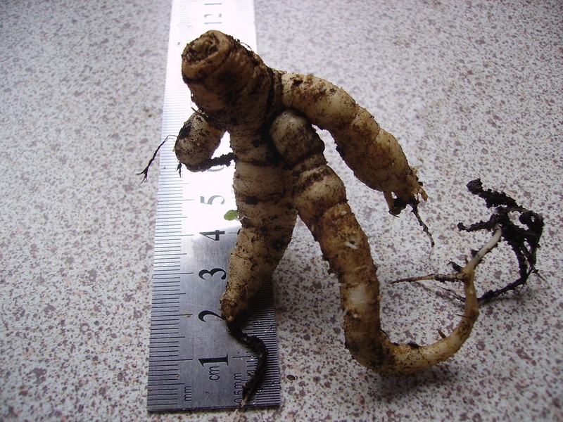 manshape root.JPG