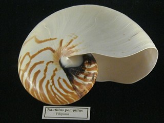 nautilus.jpg