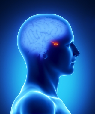 Pituitary-insufficiency.jpg