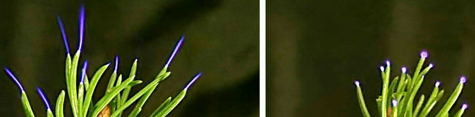 Plant Corona discharge.jpg