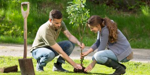 planttree.jpg