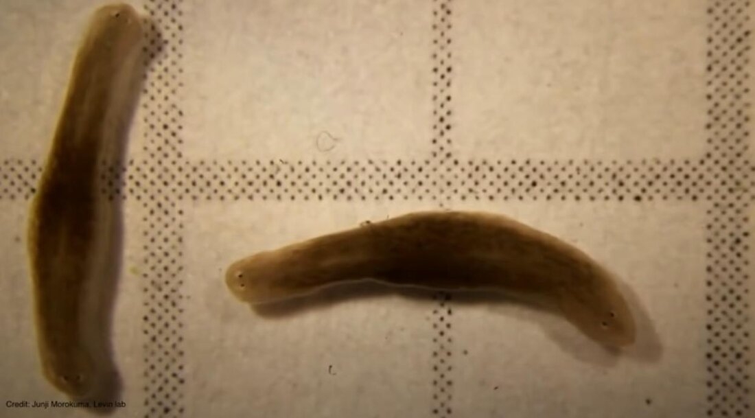worm.jpg