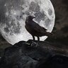 Raven