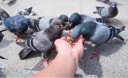bird.jpg