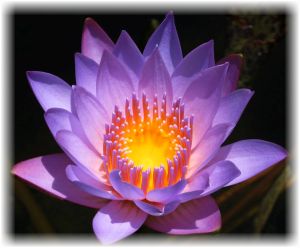 crown-chakra-flower-lotus.jpg