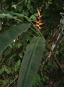 Heliconia-latispatha.jpg