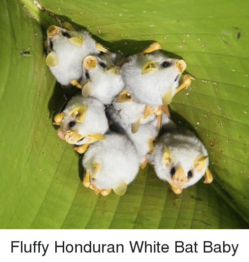 honduran-white-bat-baby.png