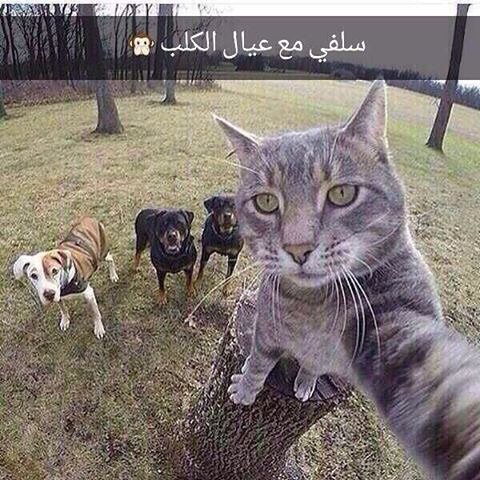 cat-dog-selfi.jpg