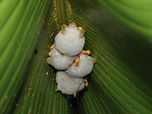 Ectophylla-alba-Costa-Rica.jpg